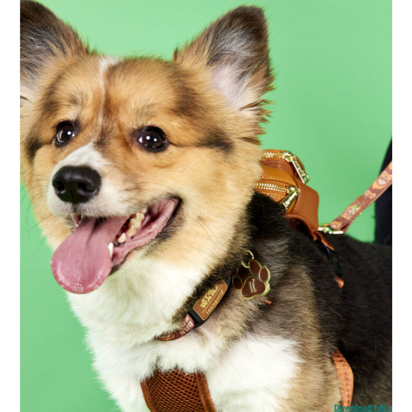 Loungefly Star Wars Ewok Officially Licensed  Dog Collar Small (9-13" neck) NWT - Picture 4 of 7